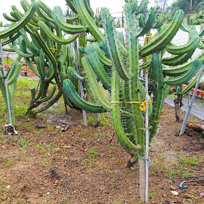 bilberry cactus