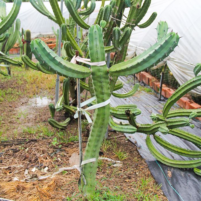 Myrtillocactus geometrizans