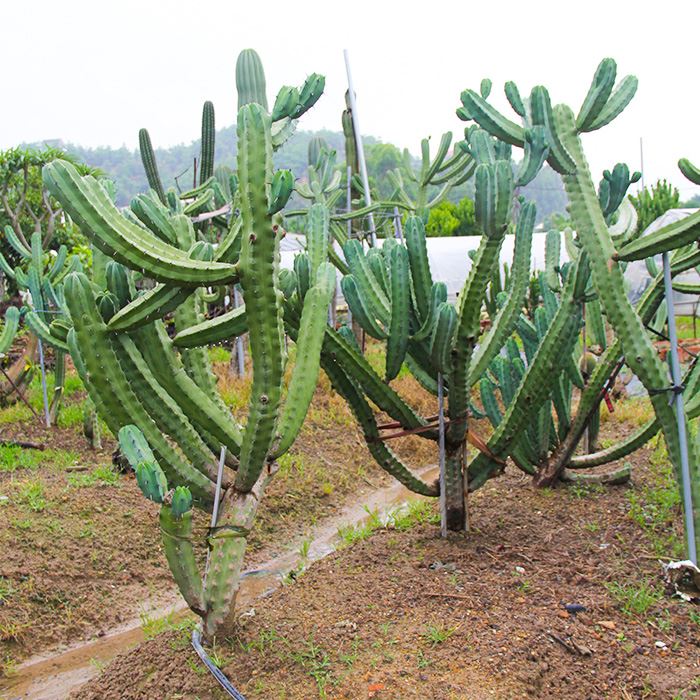 whortleberry cactus