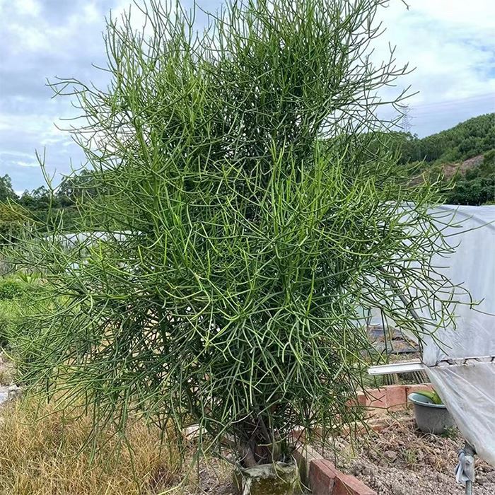 Cactus Euphorbia Tirucalli