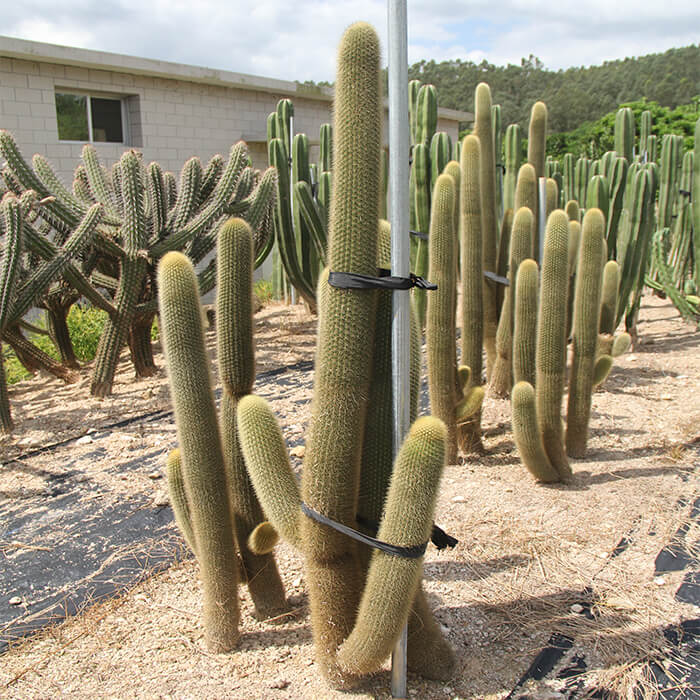 Cleistocactus Strausii kaktus