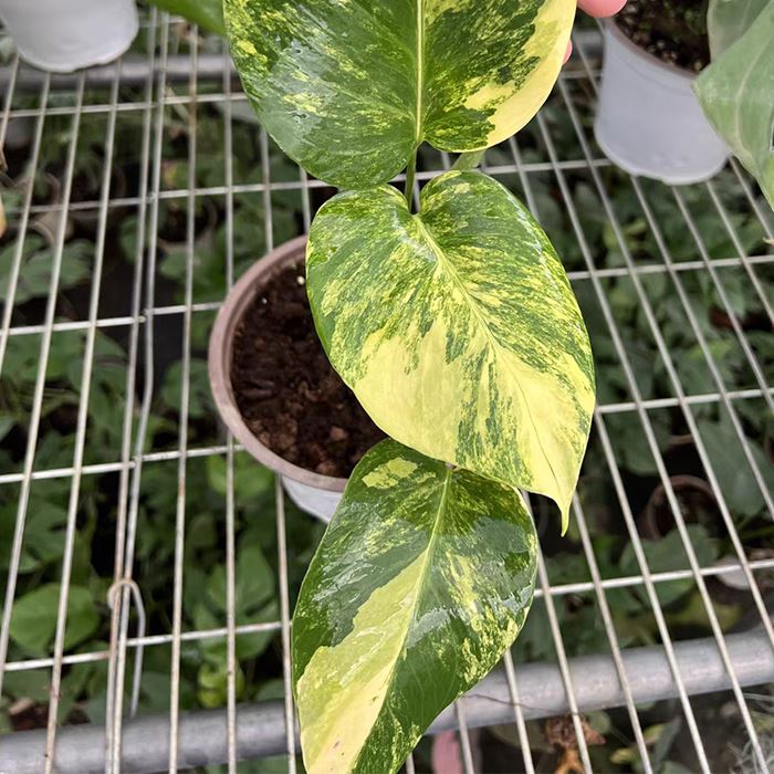 aurea variegata