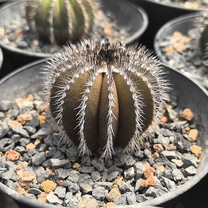 Uebelmannia pectinifera var. pseidopectinifera