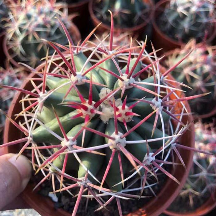 mexican fire barrel cactus