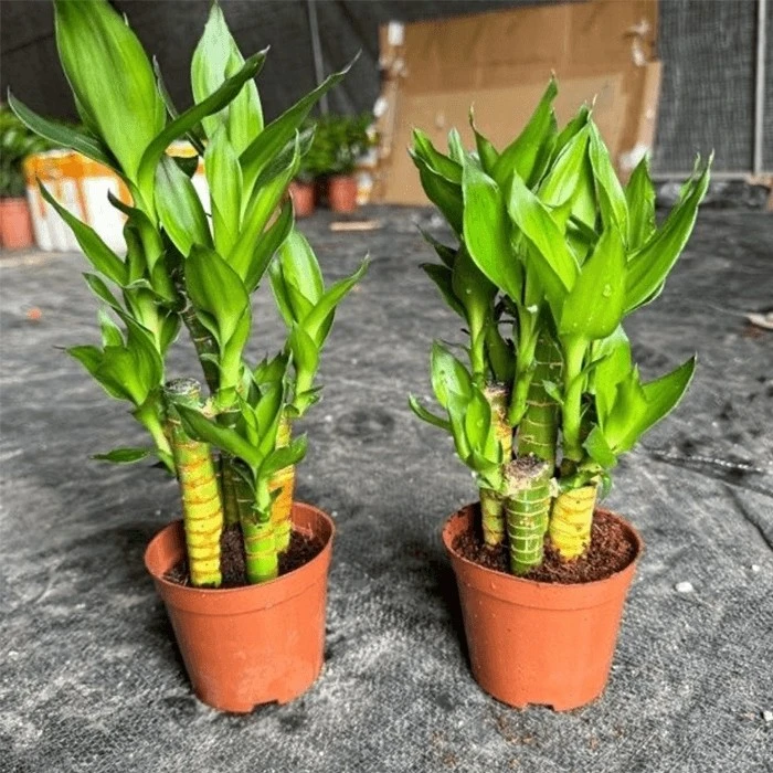 lucky bamboo