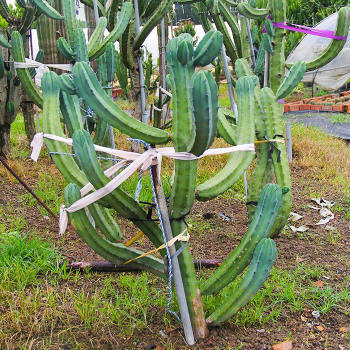 Blár Myrtle kaktus