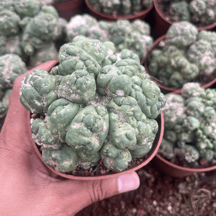 Coryphantha Elephantidens Cristata