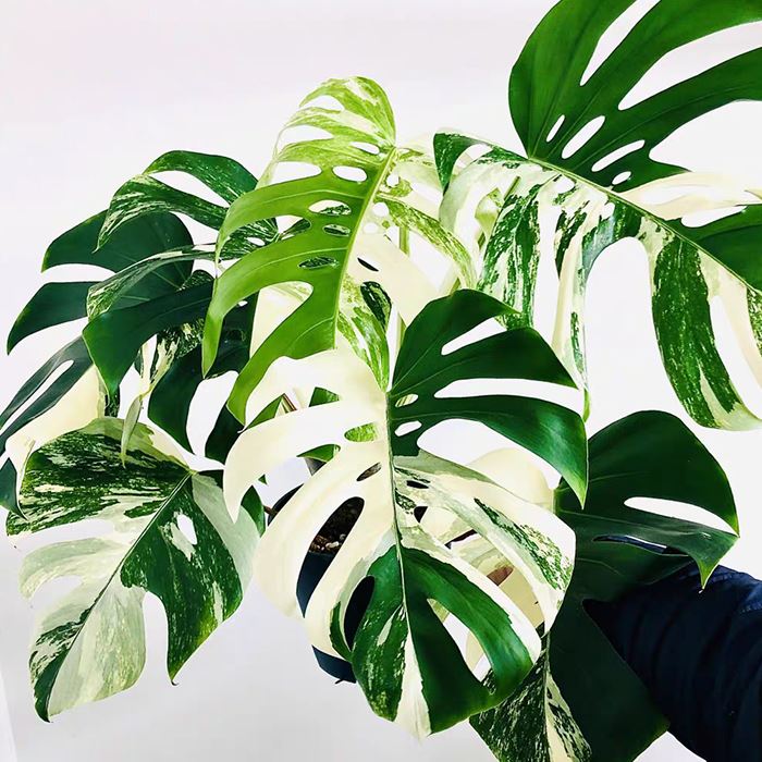 monstera deliciosa var borsigiana