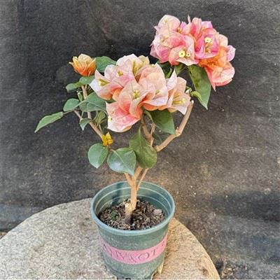 Bougainvillea Chameleon Pink