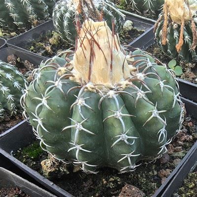 Discocactus Horstii