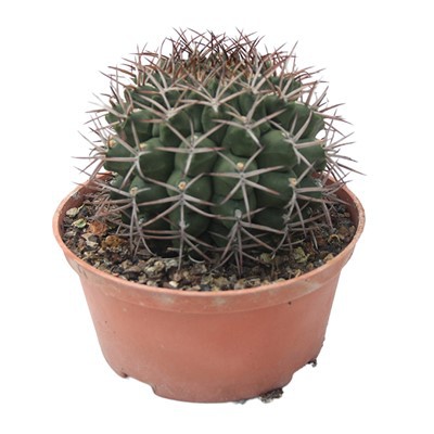 Gymnocalycium Schickendantzii