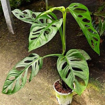 Monstera Adansonii planta
