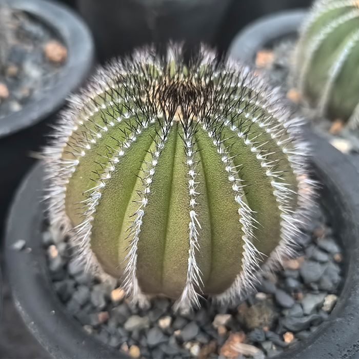 Uebelmannia Pectinifera Var. Pseidopectinifera
