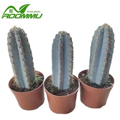 Kaktus 'Pilosocereus Azureus' planta
