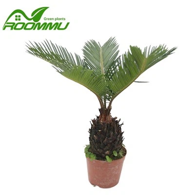 Cycad pálmatré